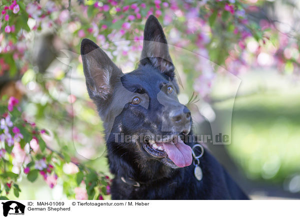 German Shepherd / MAH-01069