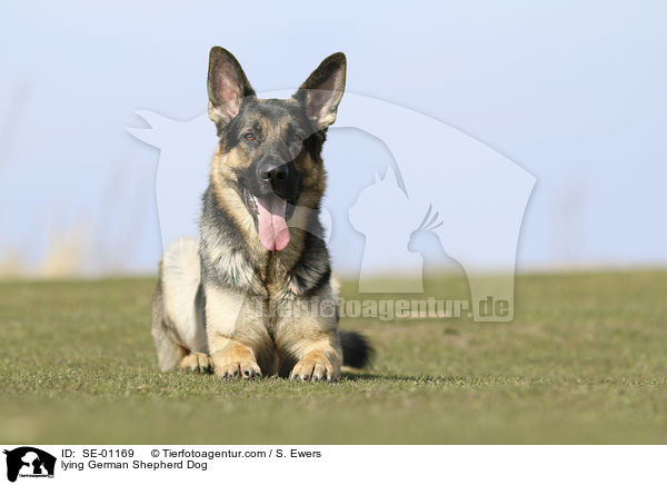 lying German Shepherd Dog / SE-01169