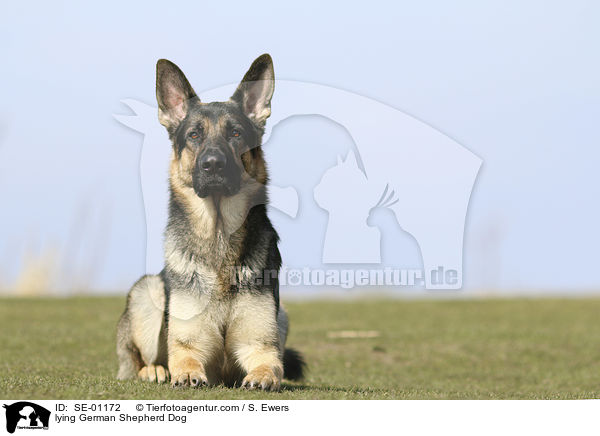 lying German Shepherd Dog / SE-01172