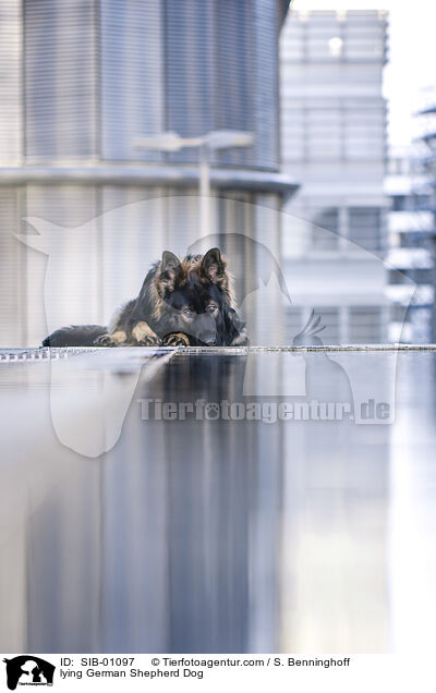 lying German Shepherd Dog / SIB-01097