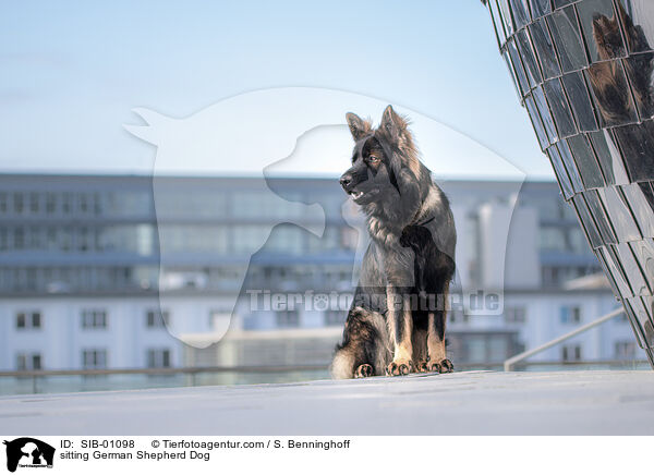 sitting German Shepherd Dog / SIB-01098