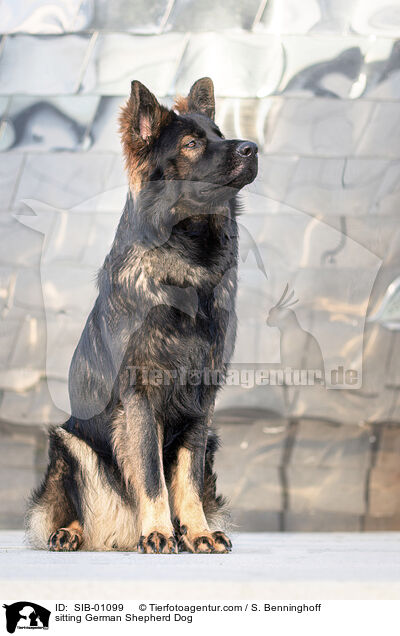 sitting German Shepherd Dog / SIB-01099