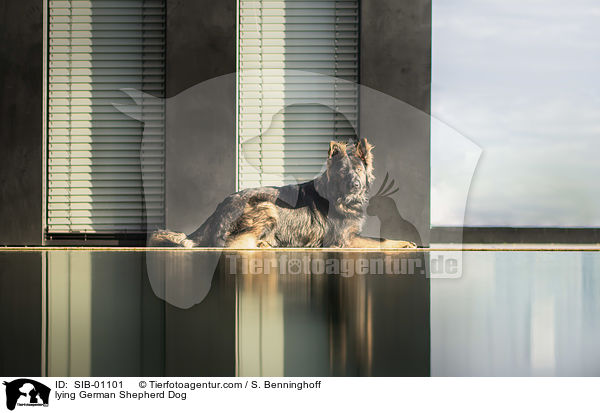 lying German Shepherd Dog / SIB-01101