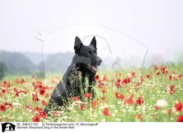 Deutscher Schferhund im Blumenfeld / German Shepherd Dog in the flower field / SIB-01134