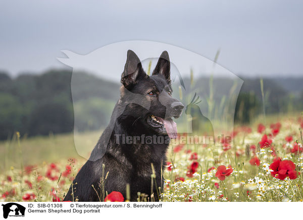 German Shepherd Dog portrait / SIB-01308
