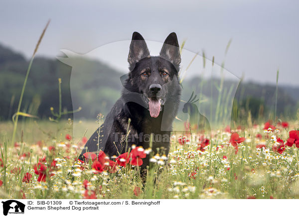 German Shepherd Dog portrait / SIB-01309