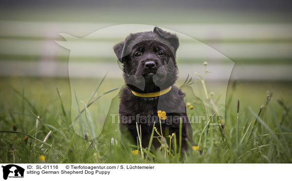sitting German Shepherd Dog Puppy / SL-01116
