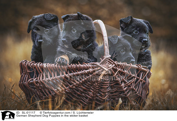 German Shepherd Dog Puppies in the wicker basket / SL-01117