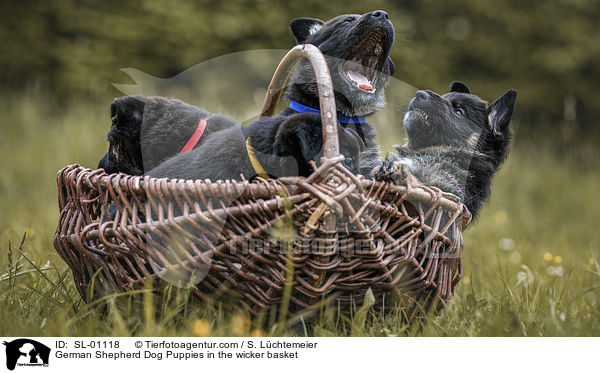 German Shepherd Dog Puppies in the wicker basket / SL-01118