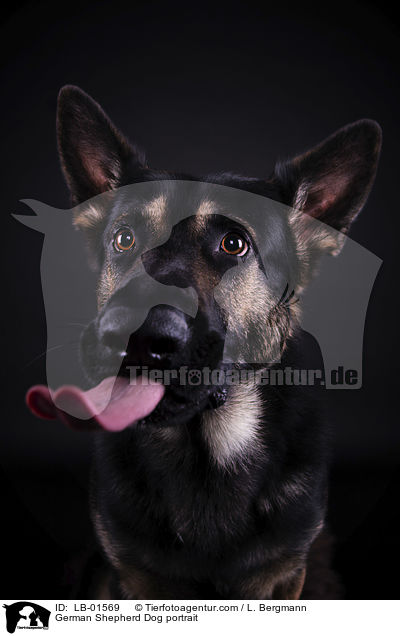 German Shepherd Dog portrait / LB-01569