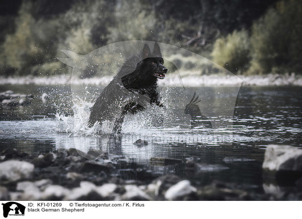 black German Shepherd / KFI-01269