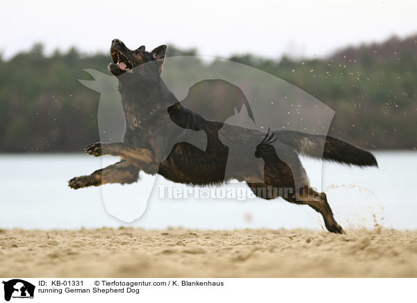 running German Shepherd Dog / KB-01331