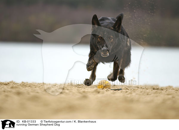 running German Shepherd Dog / KB-01333
