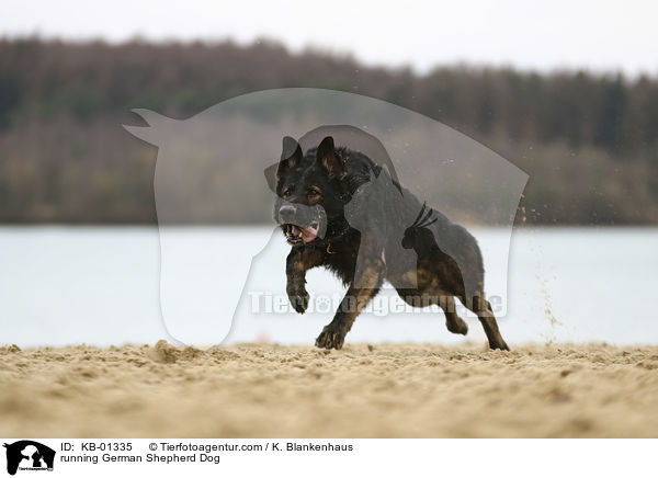 running German Shepherd Dog / KB-01335