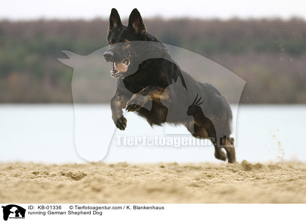 running German Shepherd Dog / KB-01336