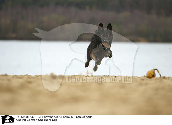running German Shepherd Dog / KB-01337