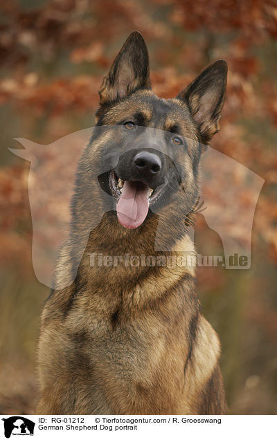 German Shepherd Dog portrait / RG-01212