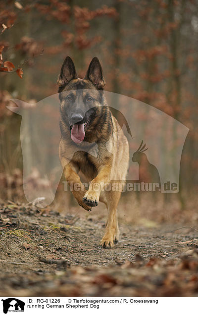 running German Shepherd Dog / RG-01226