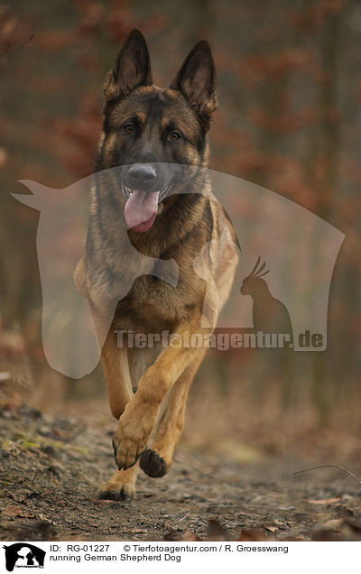 running German Shepherd Dog / RG-01227