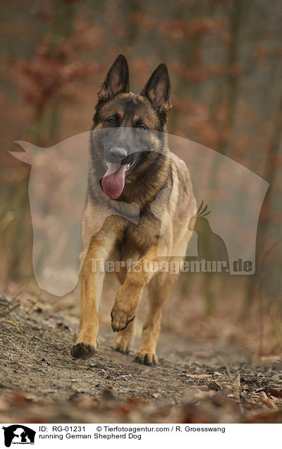 running German Shepherd Dog / RG-01231