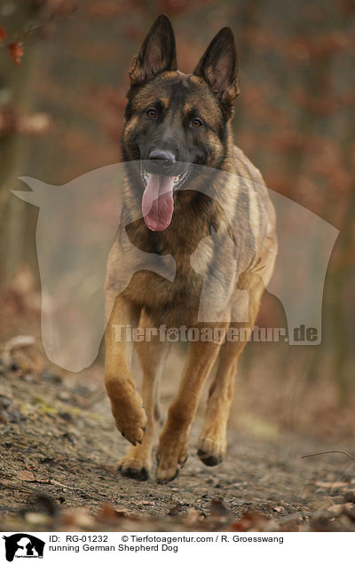 running German Shepherd Dog / RG-01232