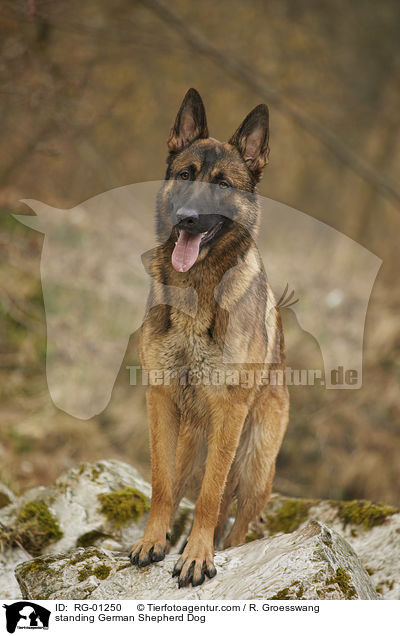 standing German Shepherd Dog / RG-01250
