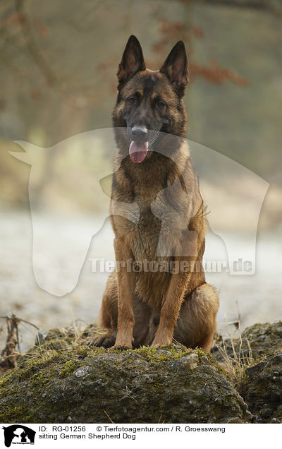 sitting German Shepherd Dog / RG-01256