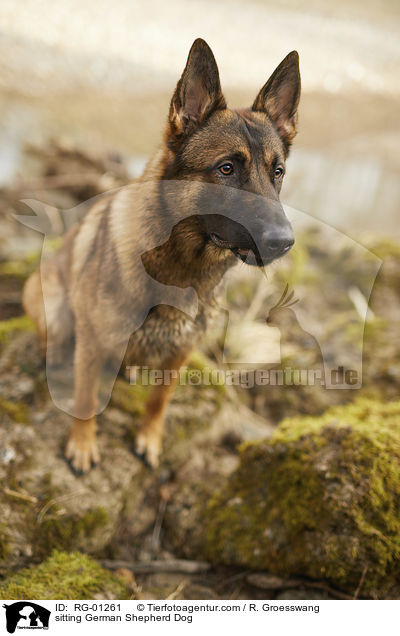 sitting German Shepherd Dog / RG-01261