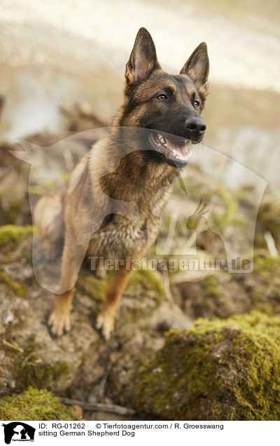 sitting German Shepherd Dog / RG-01262