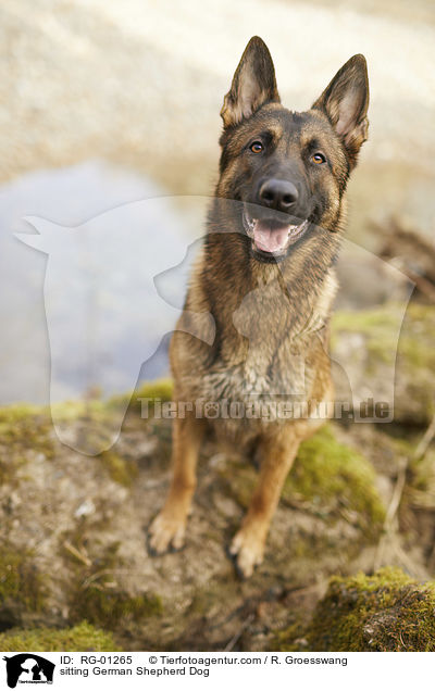 sitting German Shepherd Dog / RG-01265