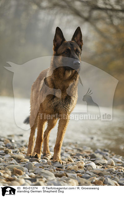 standing German Shepherd Dog / RG-01274