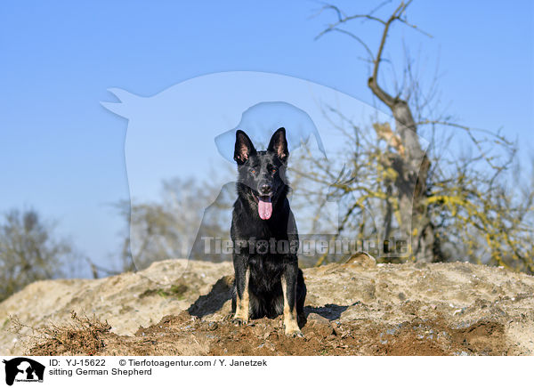 sitting German Shepherd / YJ-15622