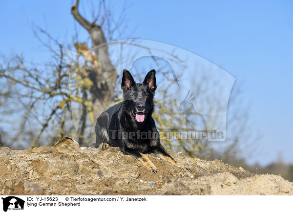 lying German Shepherd / YJ-15623