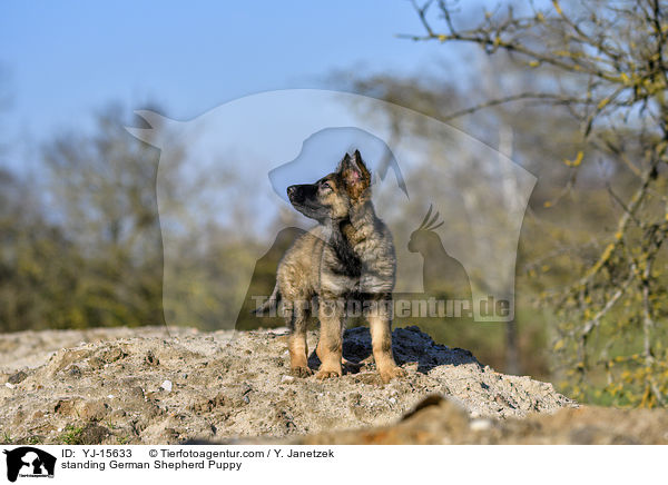 standing German Shepherd Puppy / YJ-15633