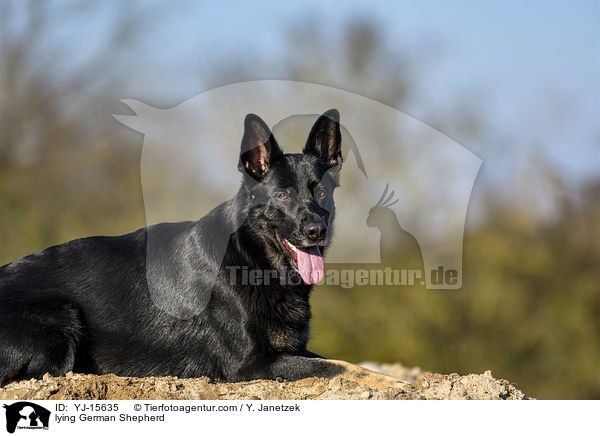 lying German Shepherd / YJ-15635