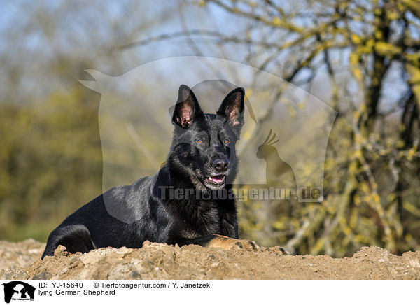 lying German Shepherd / YJ-15640