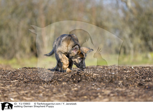 walking German Shepherd Puppy / YJ-15663