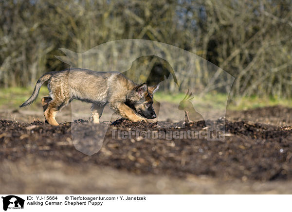 walking German Shepherd Puppy / YJ-15664