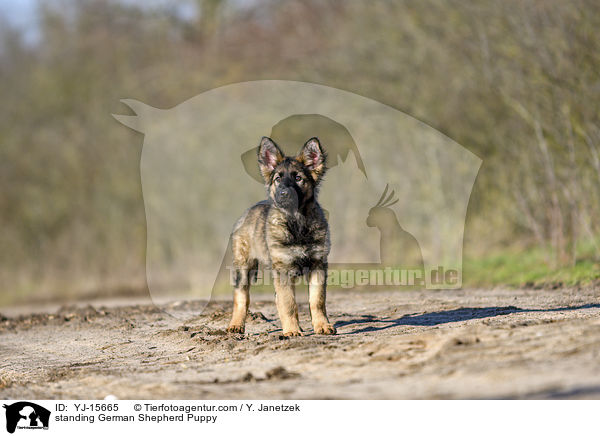 standing German Shepherd Puppy / YJ-15665