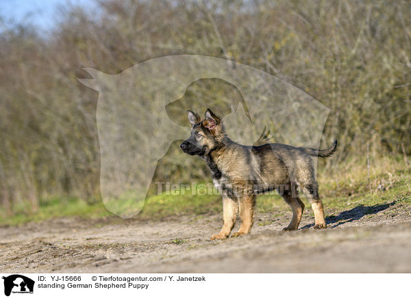 standing German Shepherd Puppy / YJ-15666