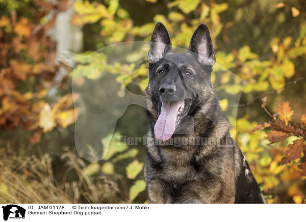 German Shepherd Dog portrait / JAM-01178