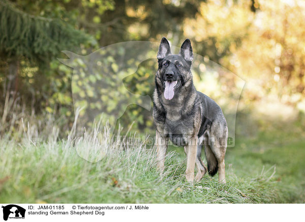 standing German Shepherd Dog / JAM-01185