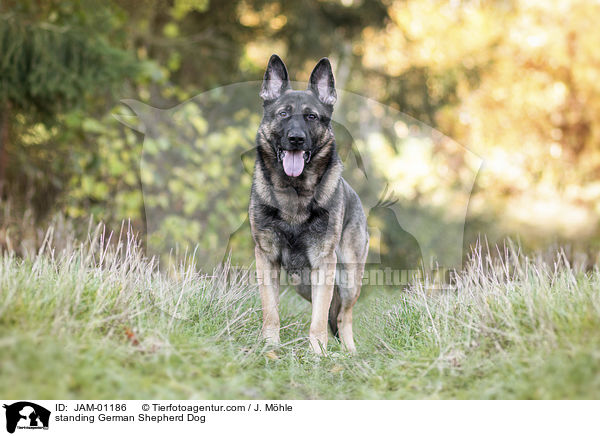 standing German Shepherd Dog / JAM-01186