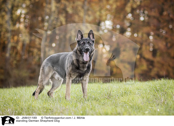 standing German Shepherd Dog / JAM-01189