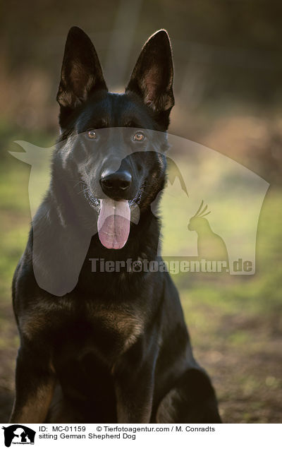 sitting German Shepherd Dog / MC-01159