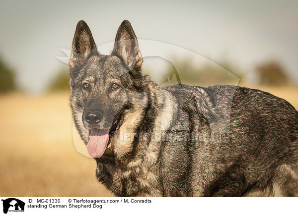 standing German Shepherd Dog / MC-01330