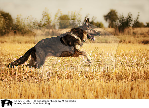 running German Shepherd Dog / MC-01332