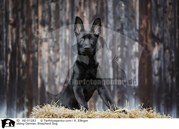 sitting German Shepherd Dog / AE-01283