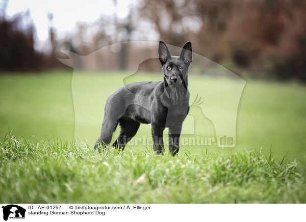 standing German Shepherd Dog / AE-01297