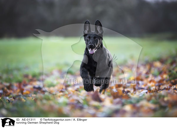 running German Shepherd Dog / AE-01311